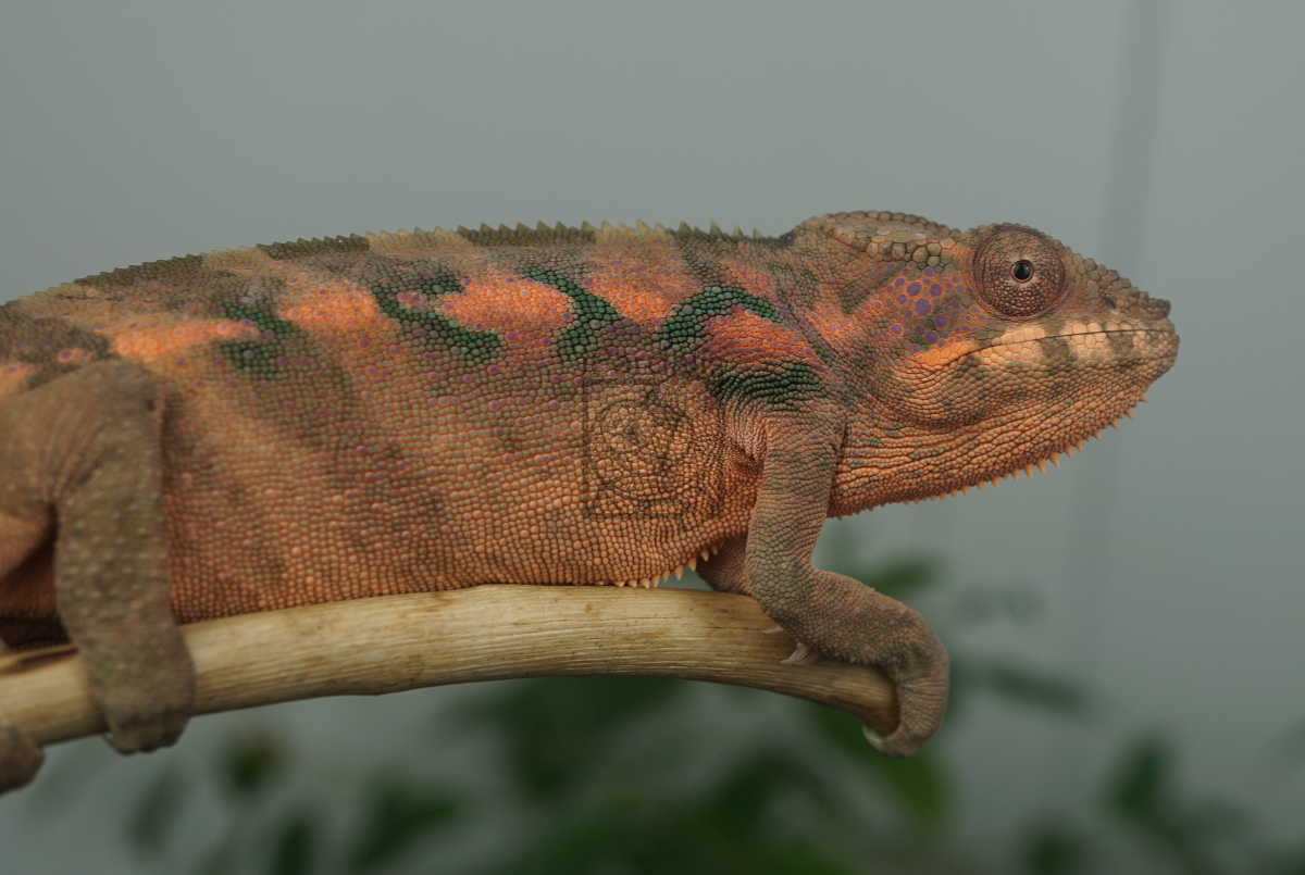 lokana | Panther Chameleon