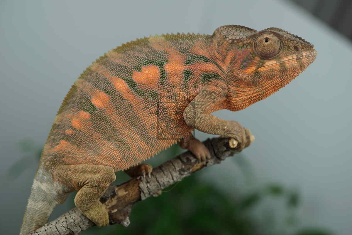Mavokely | Panther Chameleon