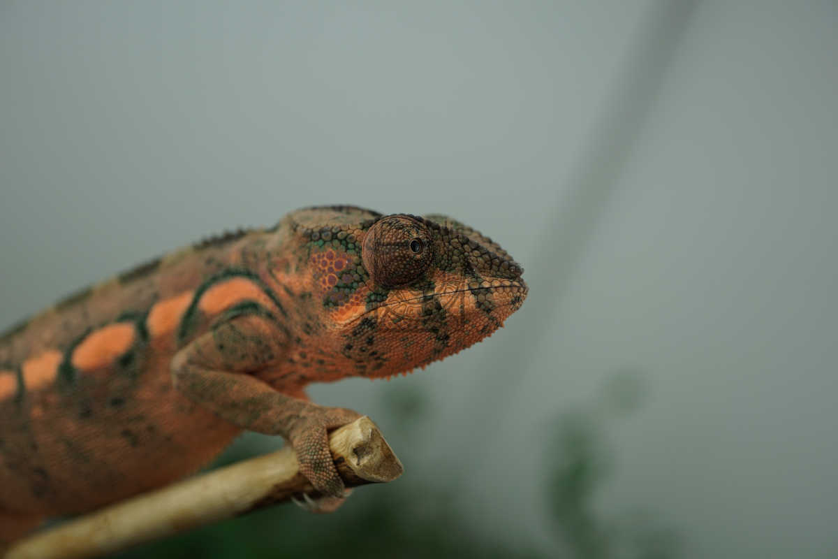 Noko | Panther Chameleon