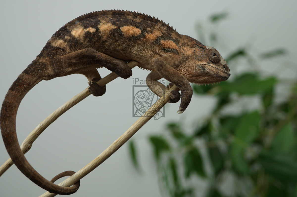 nuhana | Panther Chameleon