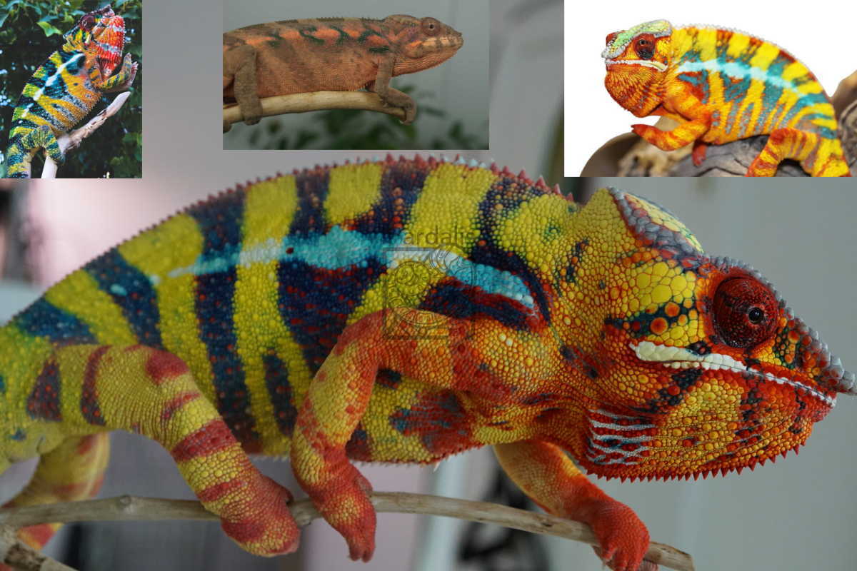 Selectively Breeding Furcifer Pardalis | Panther Chameleon