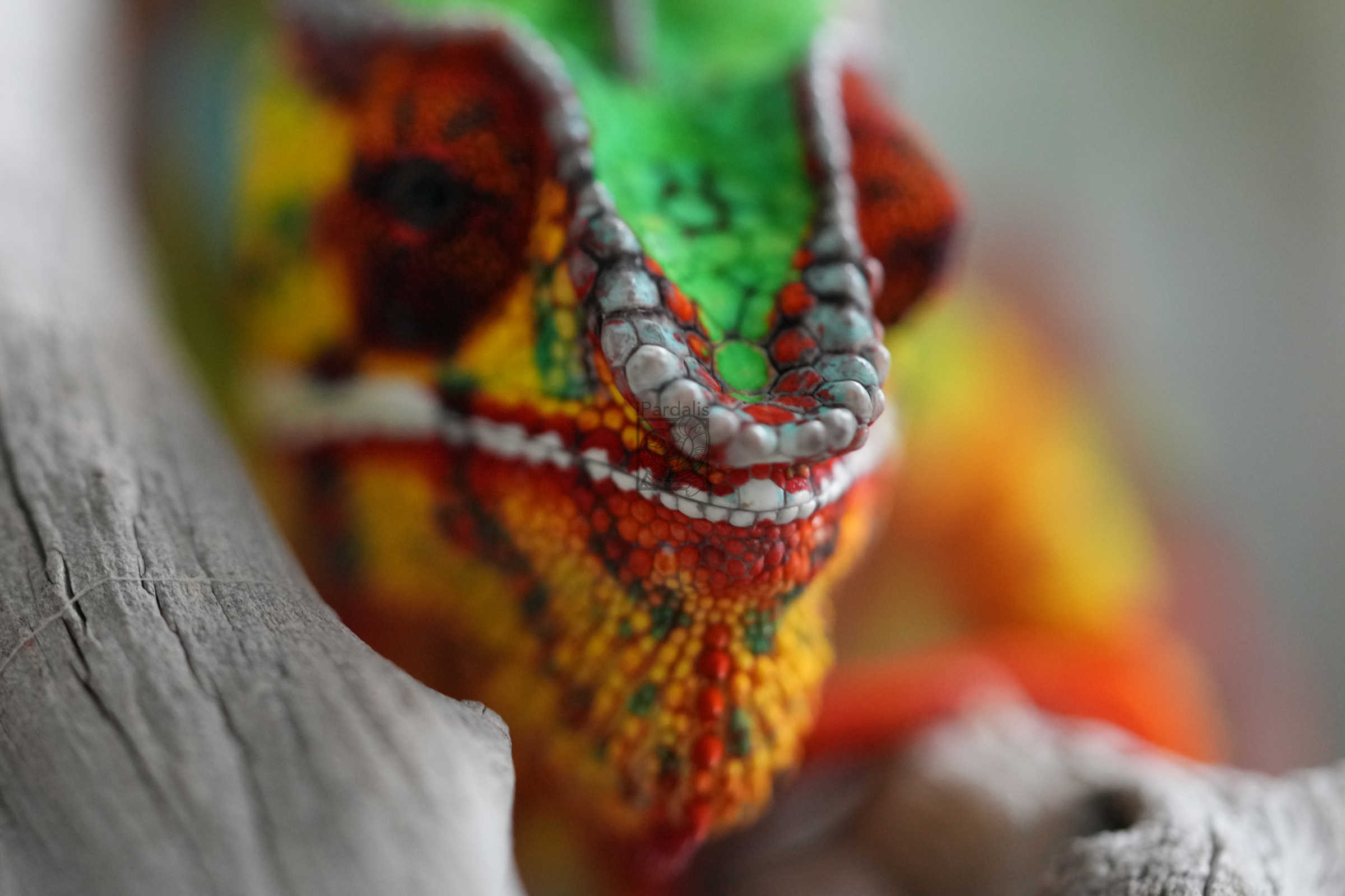 Papamavo | Panther Chameleon
