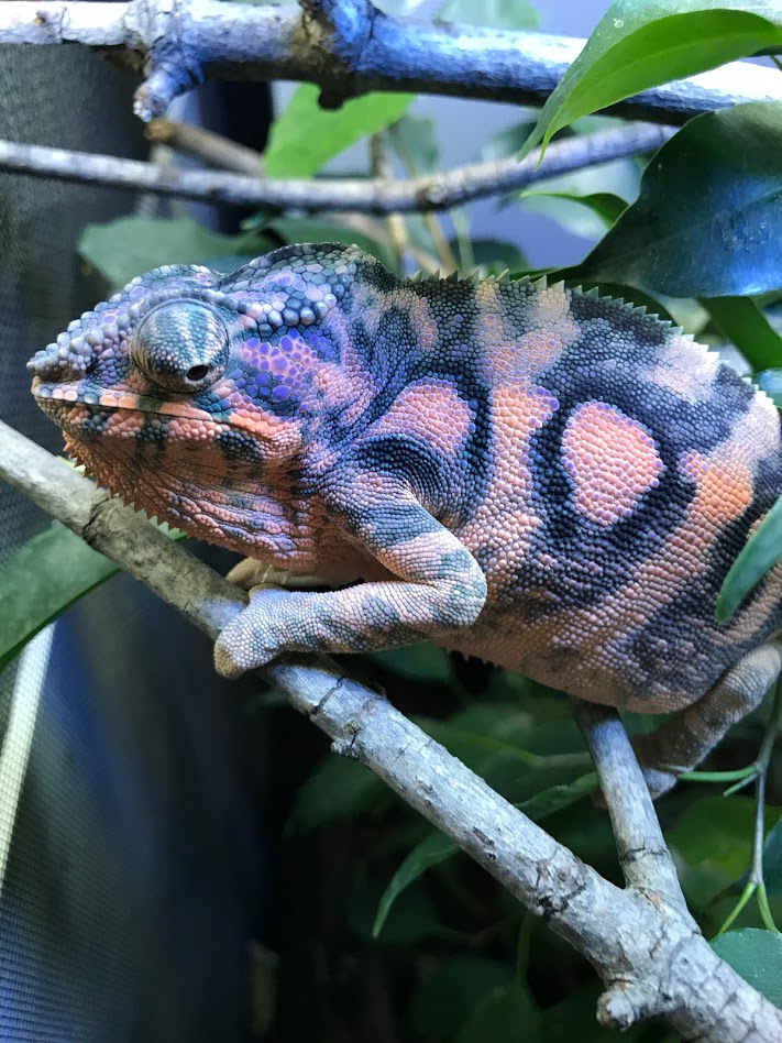 Patch | Panther Chameleon