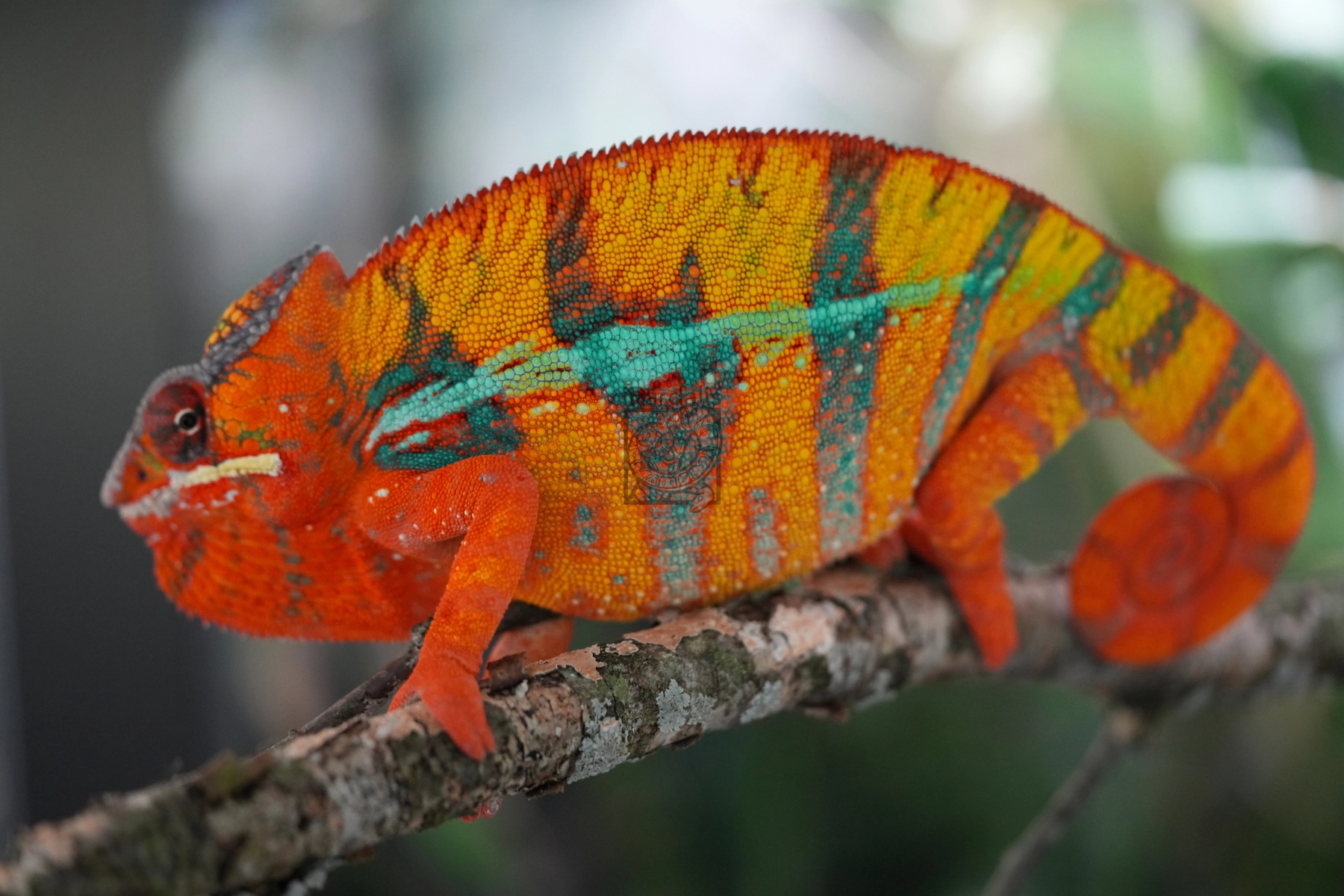 iPardalis | About Us | Individually-raised Panther Chameleons