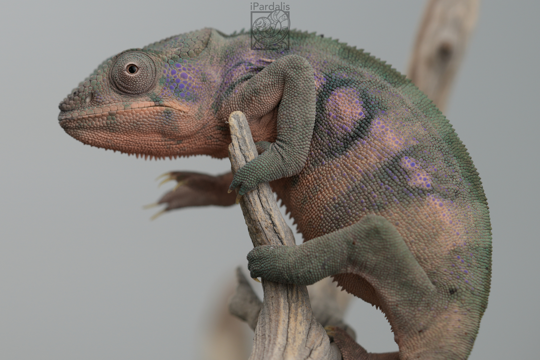 tana | Panther Chameleon
