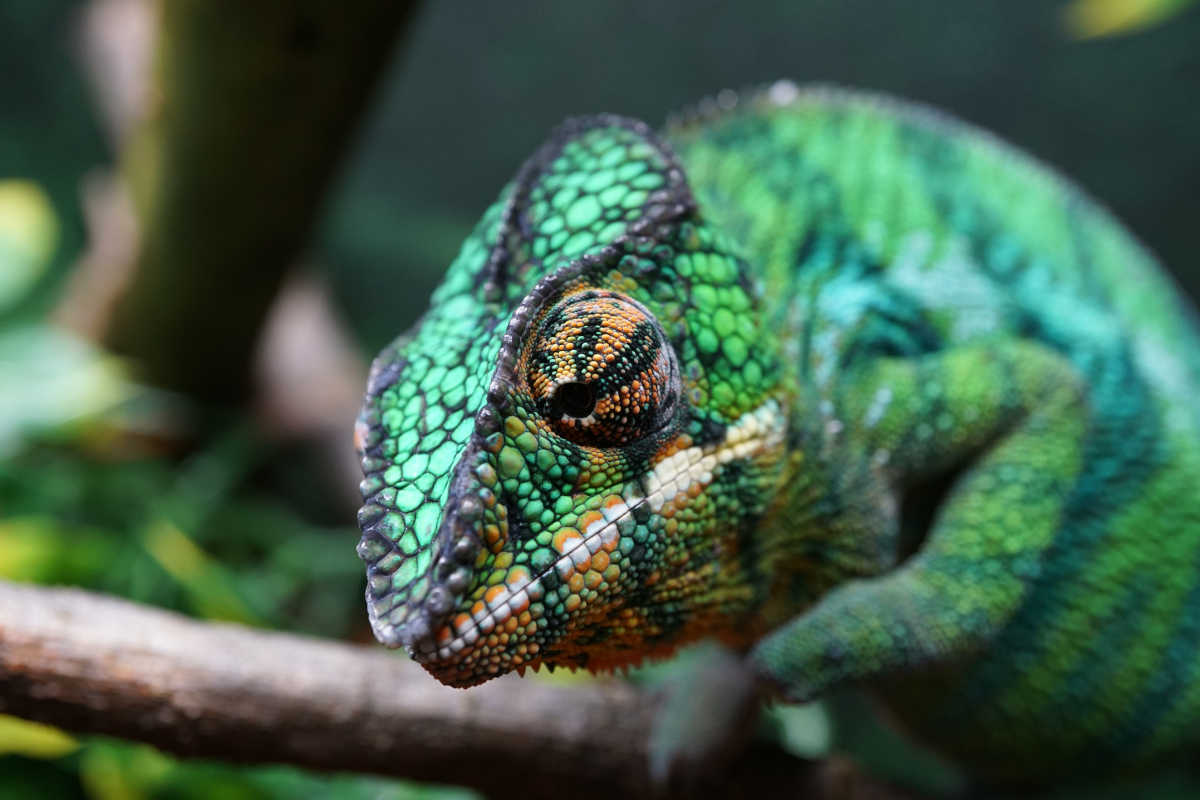 Tratra (WC) | Panther Chameleon