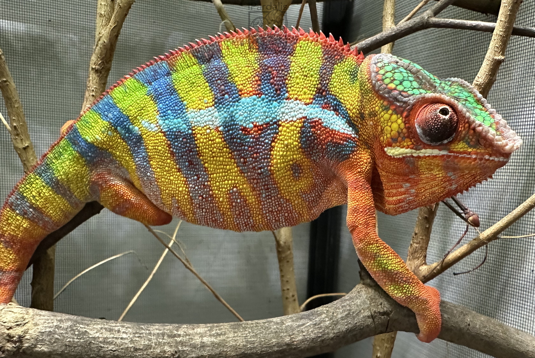 Zoltar | Panther Chameleon