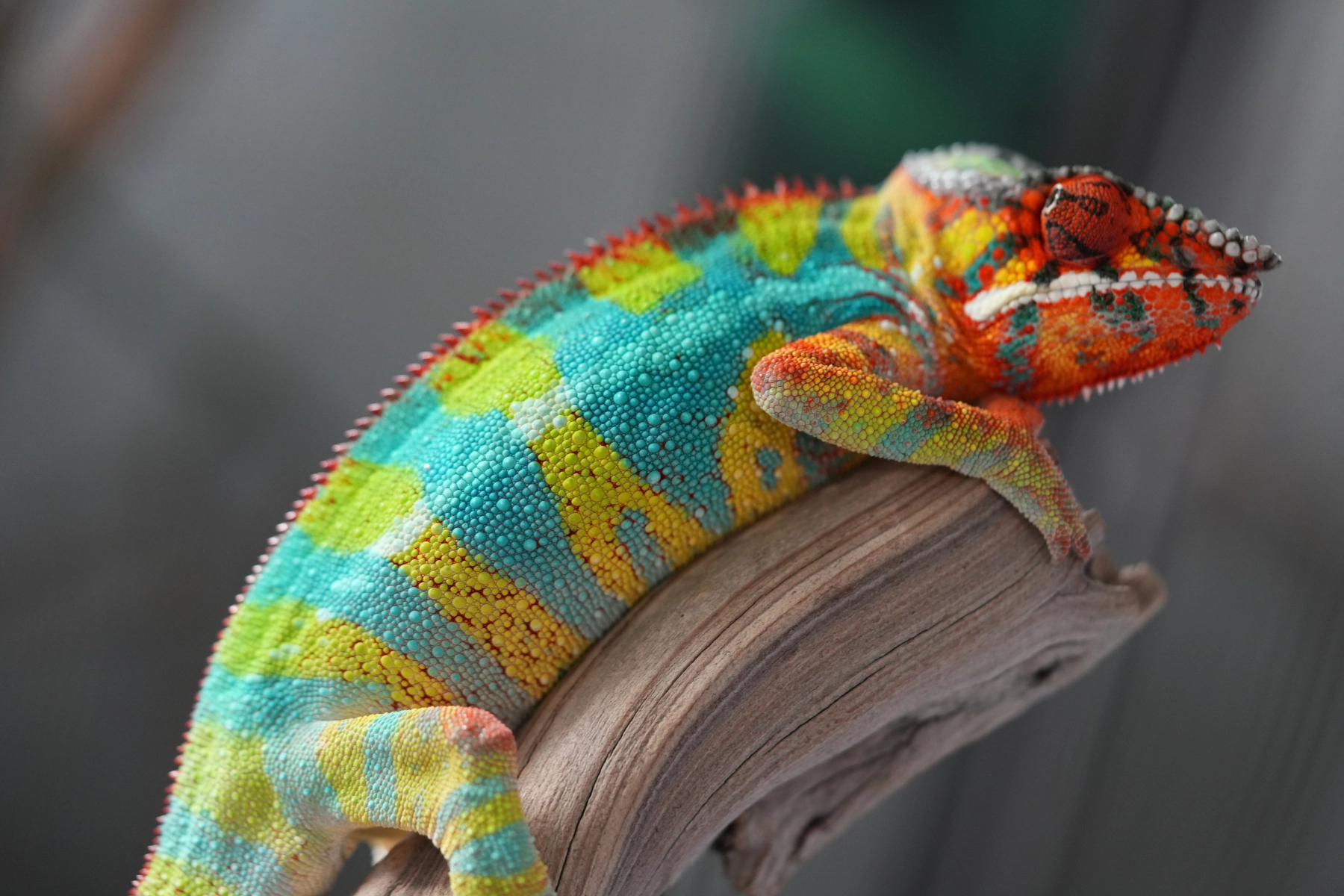 iPardalis | Yellow Body Blue Bar (YBBB) Panther Chameleons