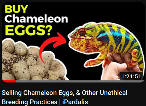 Animals at Home: Selling Chameleon Eggs & Other Unethical Breeding Practices | Panther Chameleon