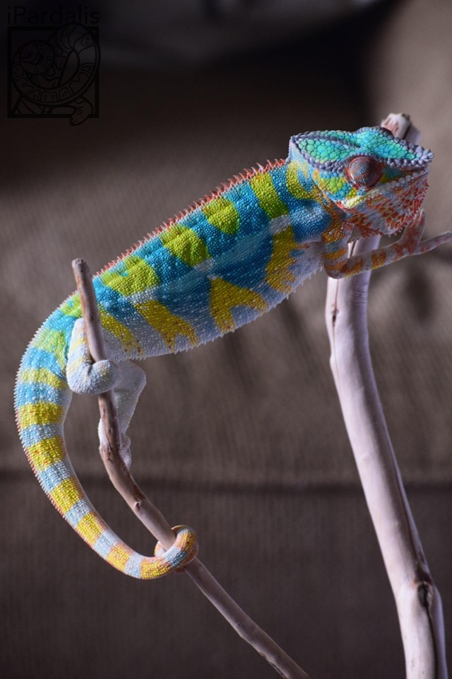 Jude x Alla | Panther Chameleon