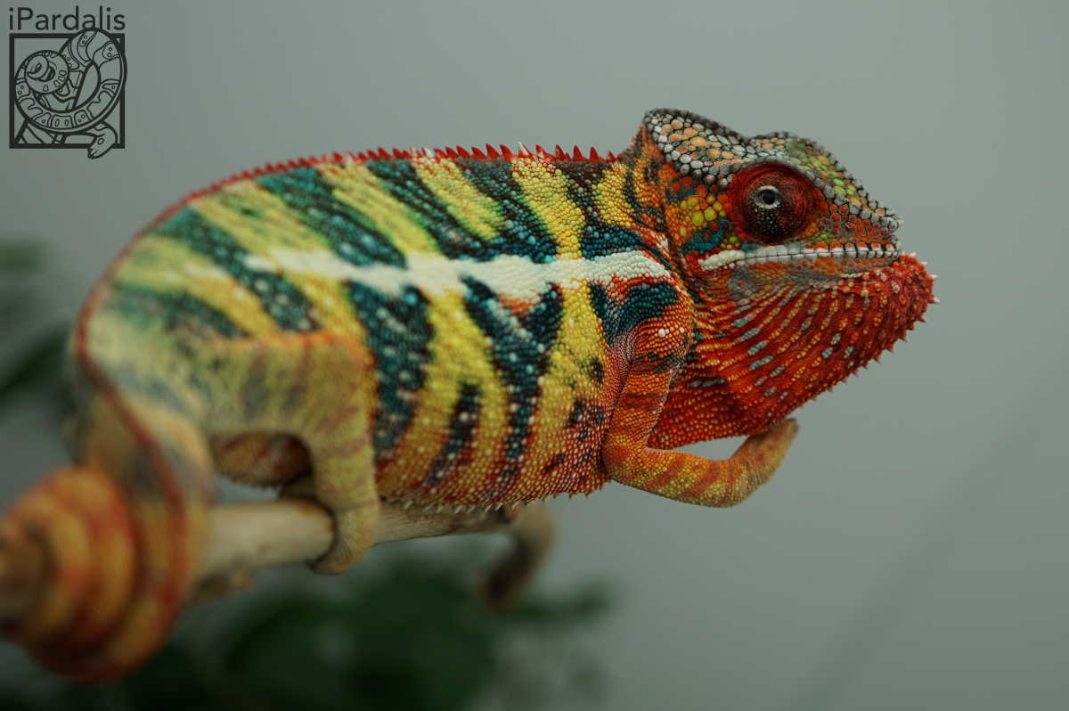 Arti x Tigravavy | Panther Chameleon