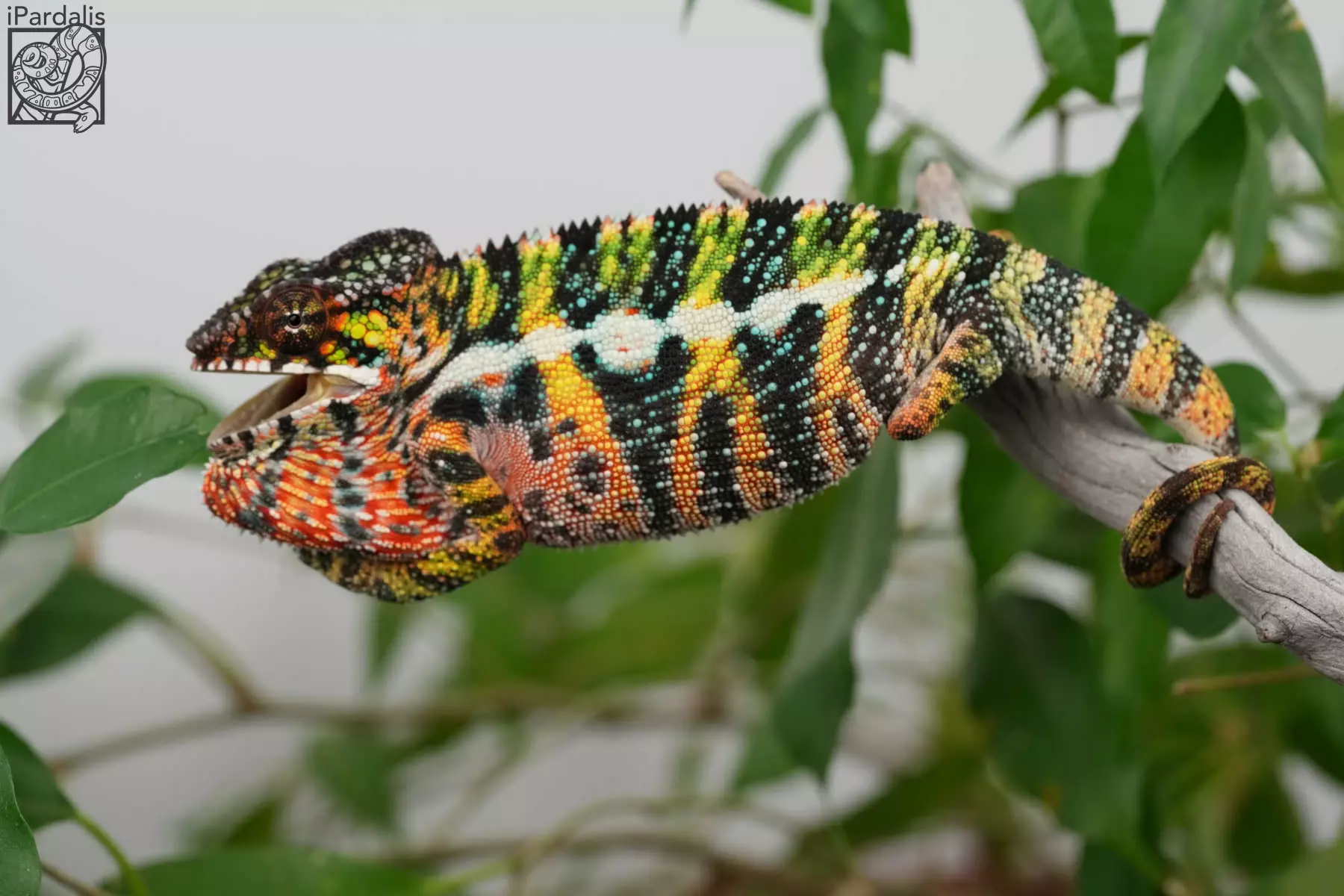 IPardalis | Juvenile Panther Chameleons For Sale