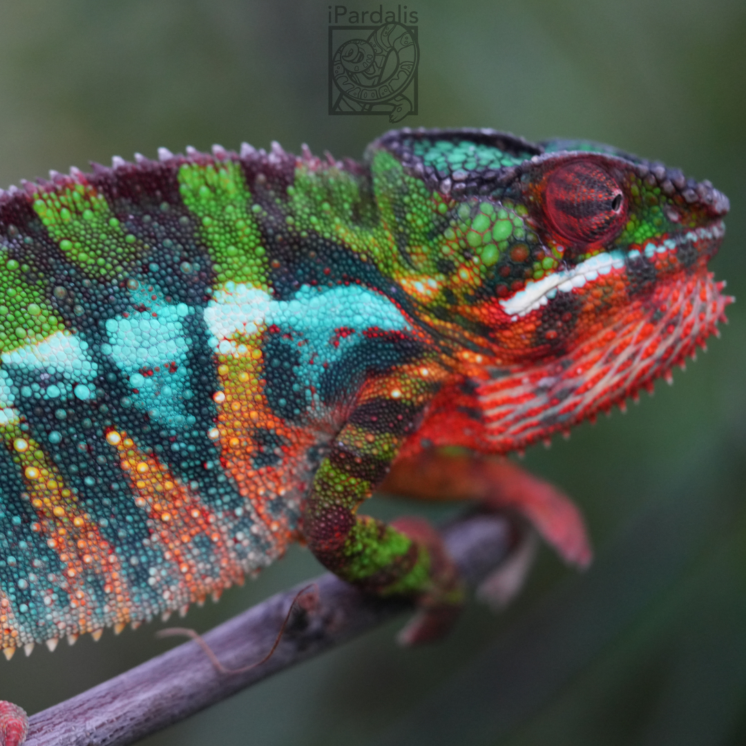 Panther Chameleon for sale: M2 - Jackson x Beans SOLD OUT