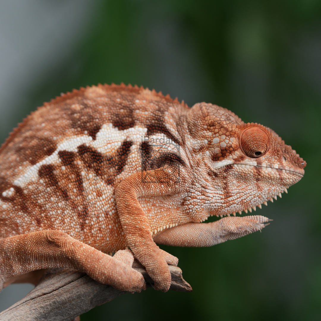 Panther Chameleon for sale: F10 - Ralph x Mainty SOLD OUT