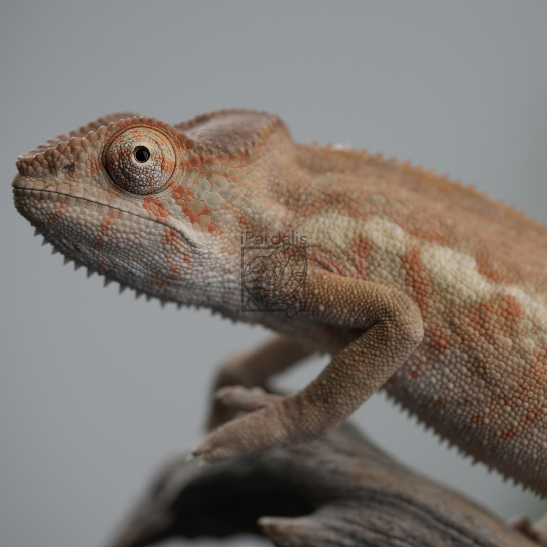 Panther Chameleon for sale: F9 - Ralph x Mainty SOLD OUT