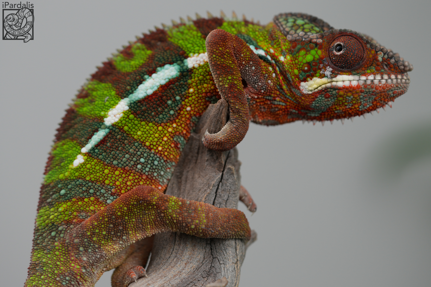 Panther Chameleon for sale: M1 - Zandrin x Mara SOLD OUT
