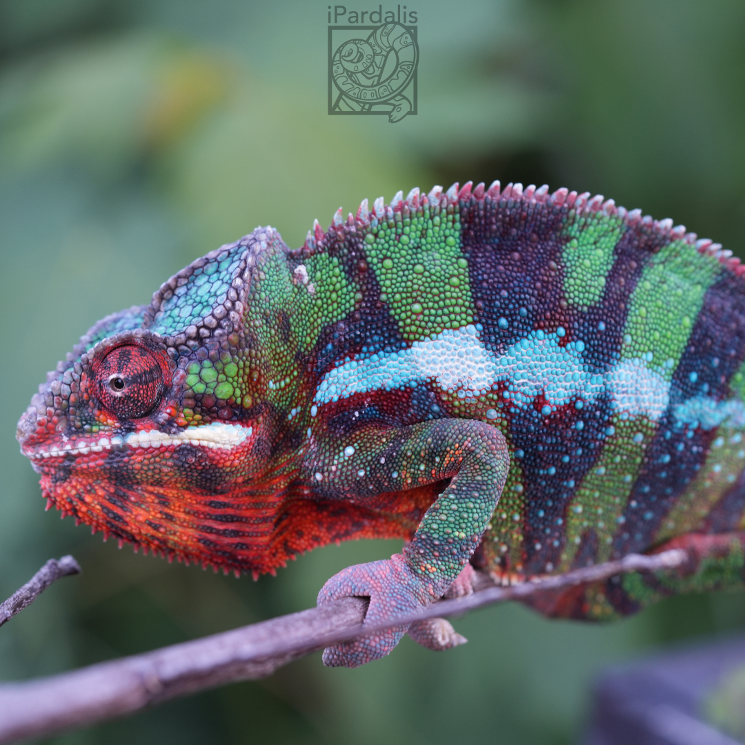 Panther Chameleon for sale: M5 - Dia x Vaosary SOLD OUT