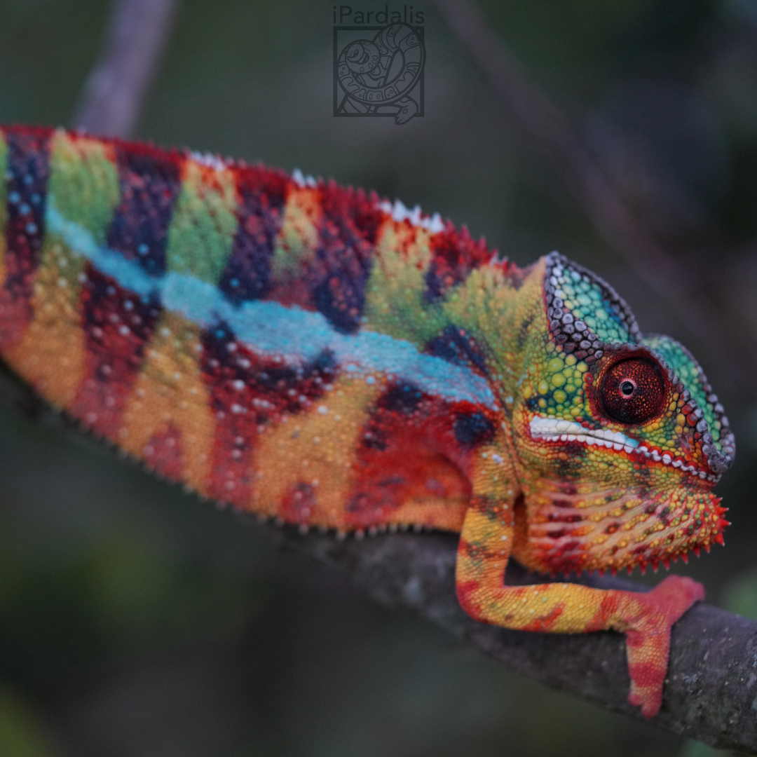 Panther Chameleon for sale: M6 - Dia x Vaosary SOLD OUT