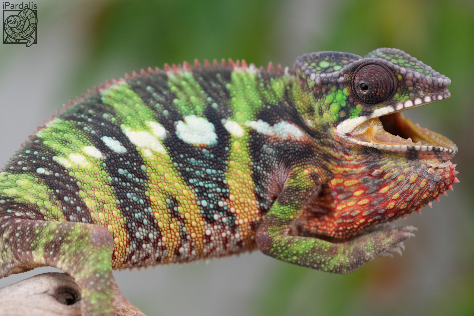 WC Dia x Vaosary | Panther Chameleon
