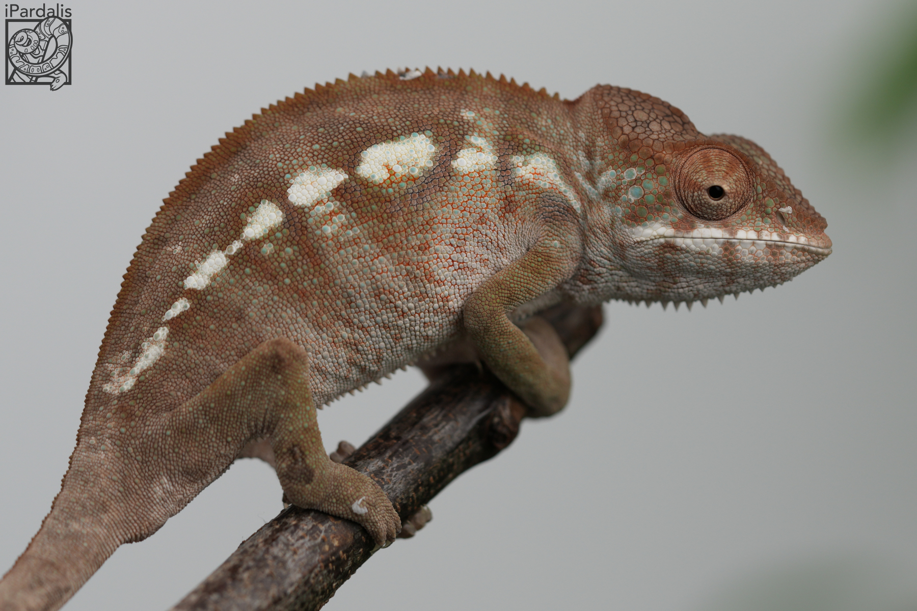 Panther Chameleon for sale: F3 - Kiborin x Maize ($299 plus shipping)