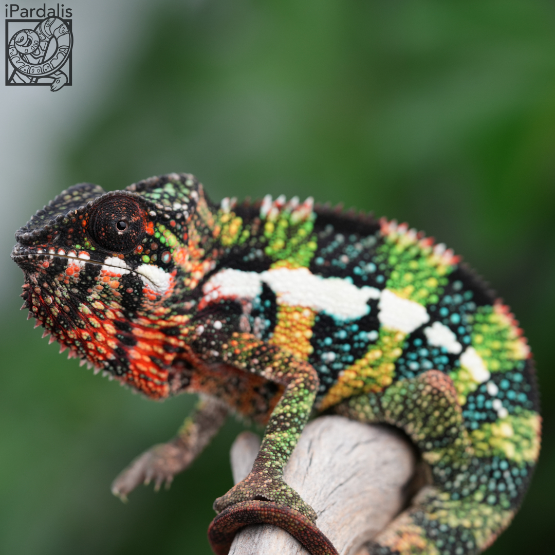 Panther Chameleon for sale: M3 - Bibi x Mamony SOLD OUT