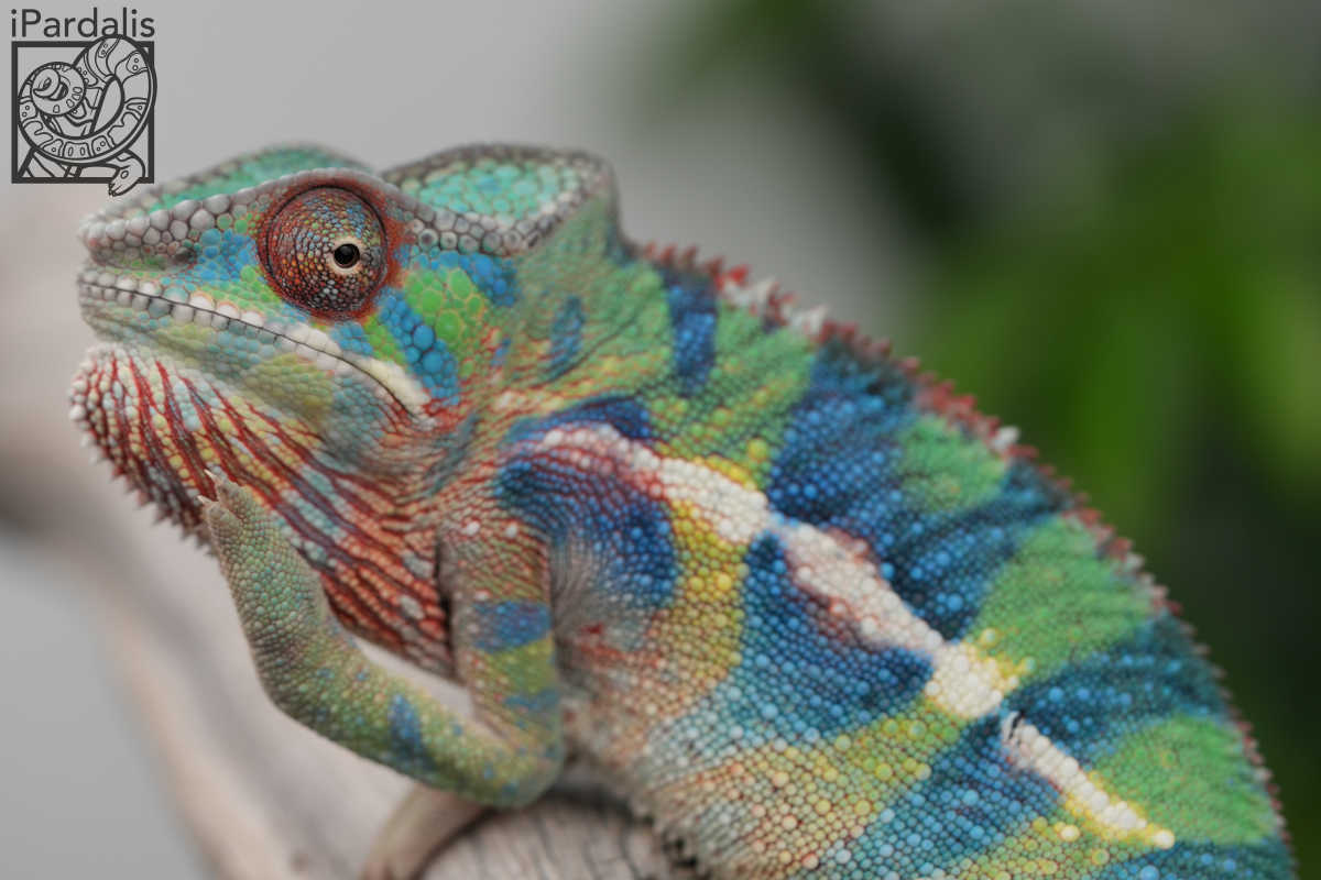 Panther Chameleon for sale: M4 - Jimanga x Bumblebee SOLD OUT
