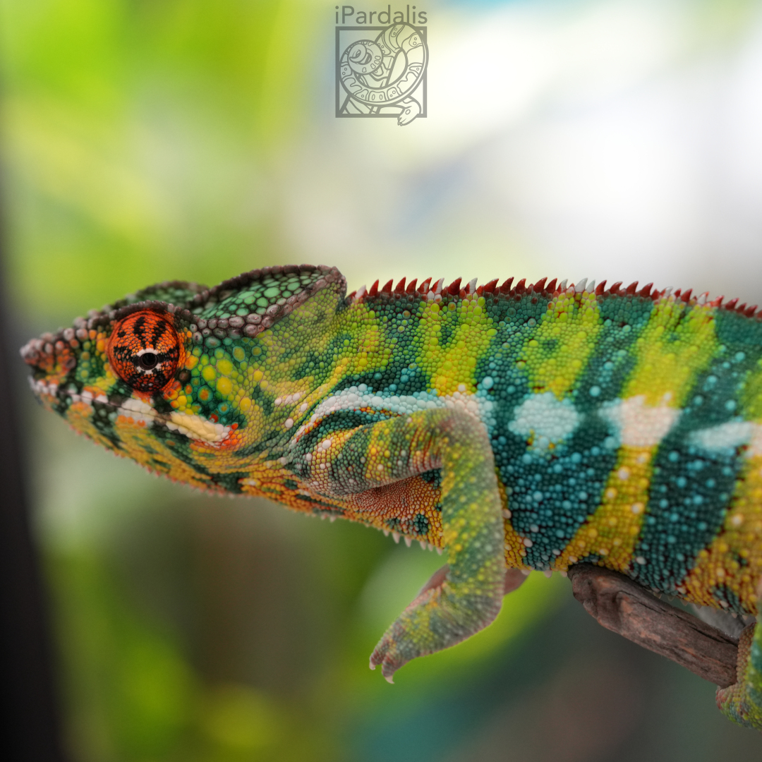 Panther Chameleon for sale: M2 - Zozoro x Artilly SOLD OUT