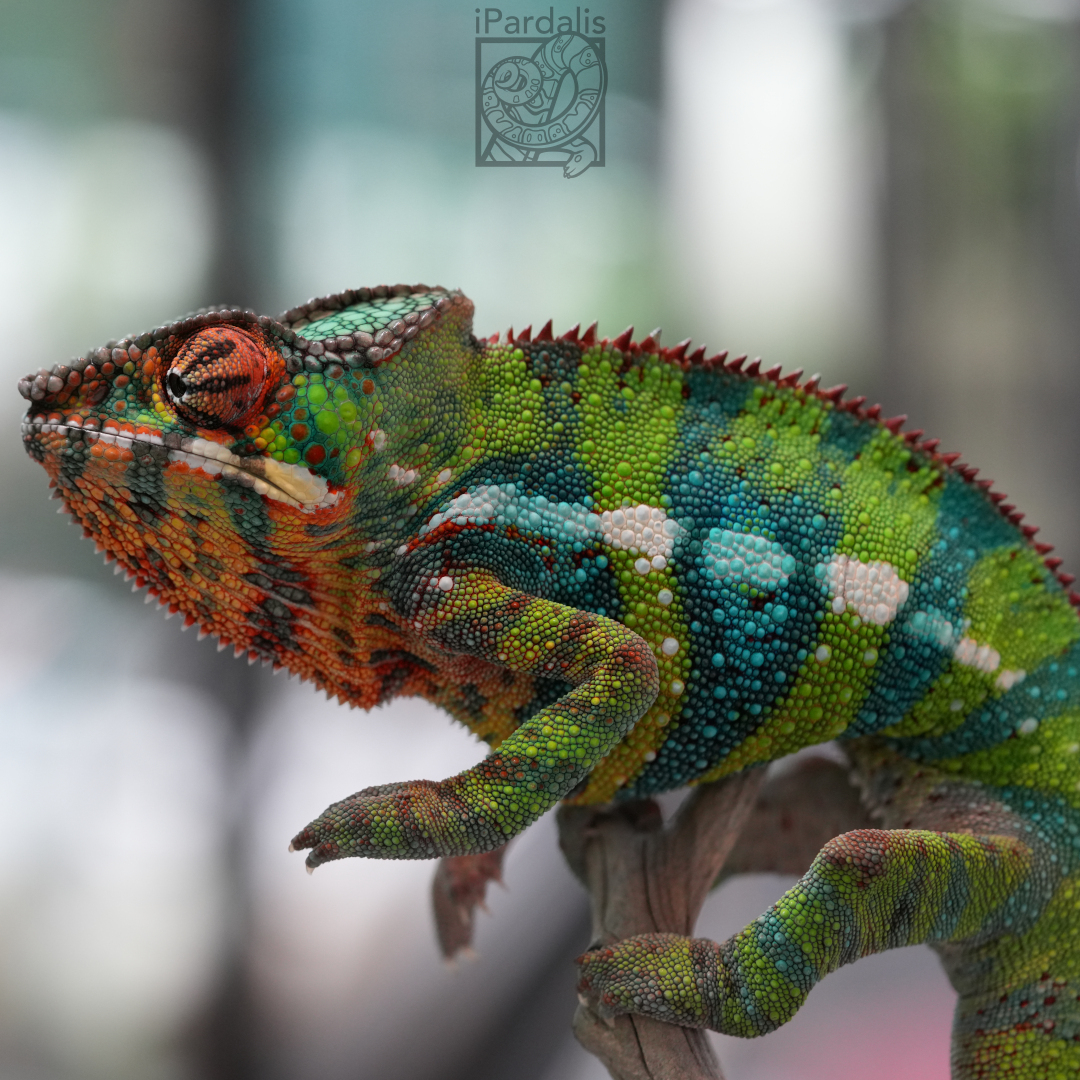 Panther Chameleon for sale: M4 - Zozoro x Artilly ($549 plus shipping)