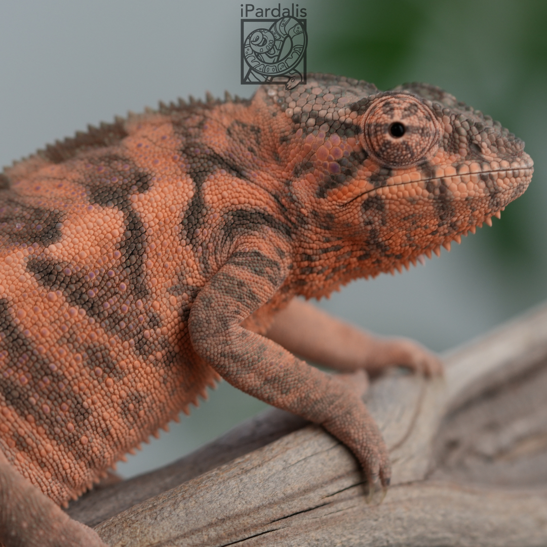 F1 - Ralph x Kosma (hatched 2023-10-01 | pictured 2024-04-29) | Ambilobe Panther Chameleons for sale