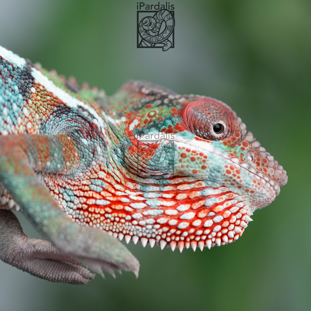 Panther Chameleon for sale: M10 - Ralph x Kosma SOLD OUT