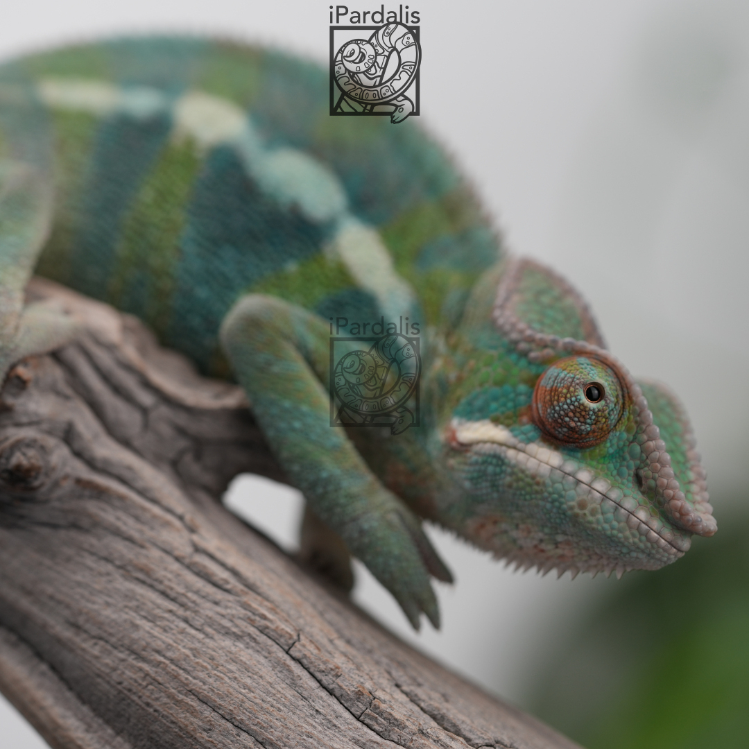 Panther Chameleon for sale: M6 - Ralph x Kosma SOLD OUT