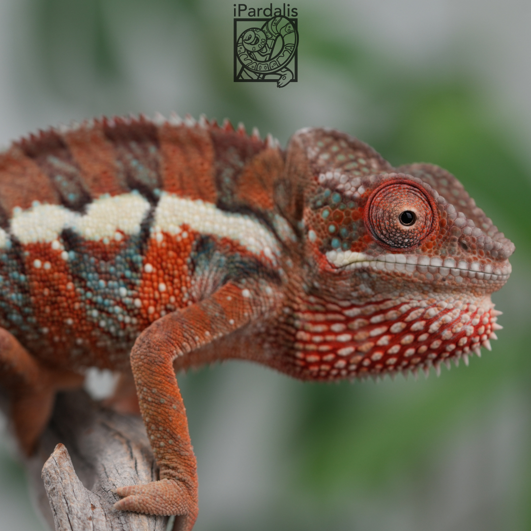 Panther Chameleon for sale: M8 - Ralph x Kosma SOLD OUT