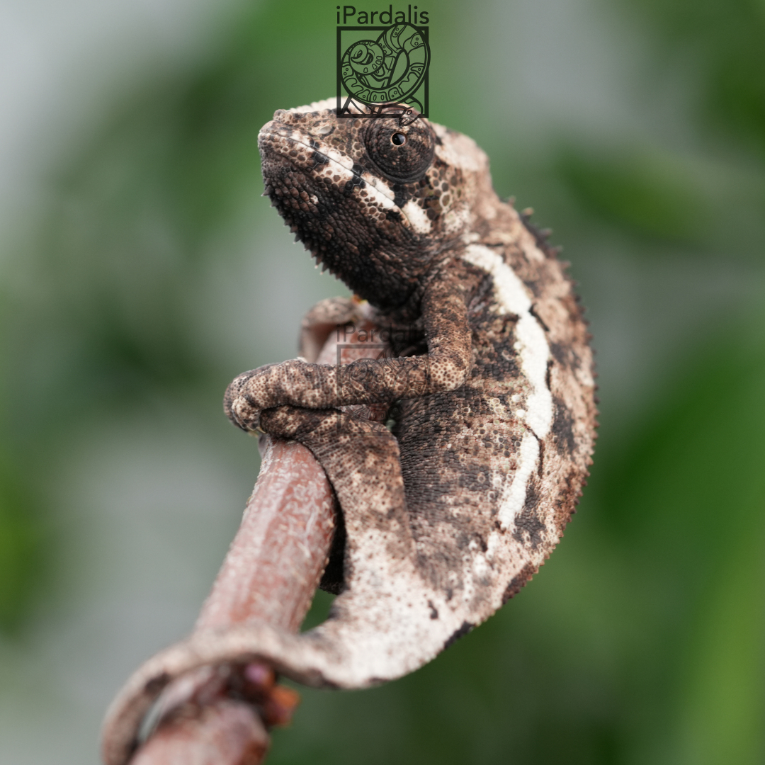 Panther Chameleon for sale: M9 - Ralph x Kosma SOLD OUT