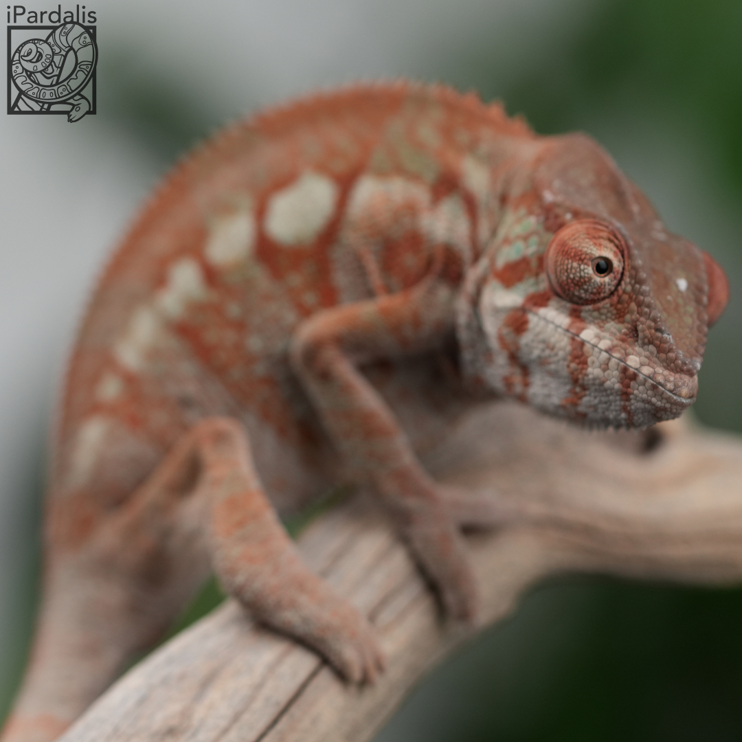 Panther Chameleon for sale: F1 - Bibi x Mamony SOLD OUT