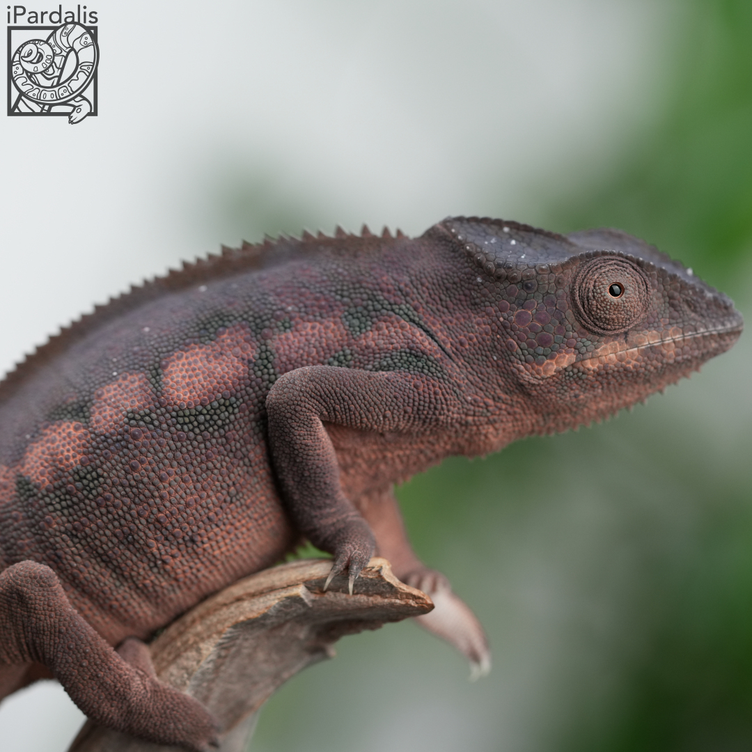Panther Chameleon for sale: F2 - Bibi x Mamony SOLD OUT