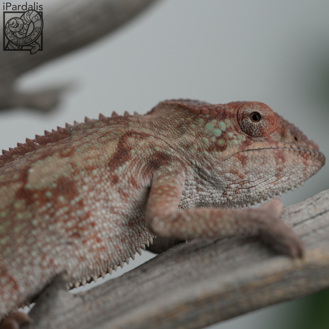 Panther Chameleon for sale: F3 - Bibi x Mamony ($349 plus shipping)