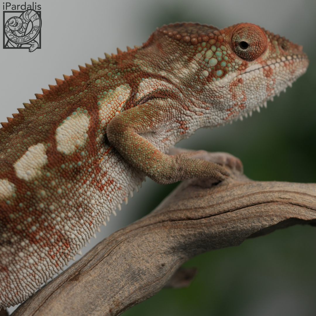 Panther Chameleon for sale: F4 - Bibi x Mamony ($449 plus shipping)