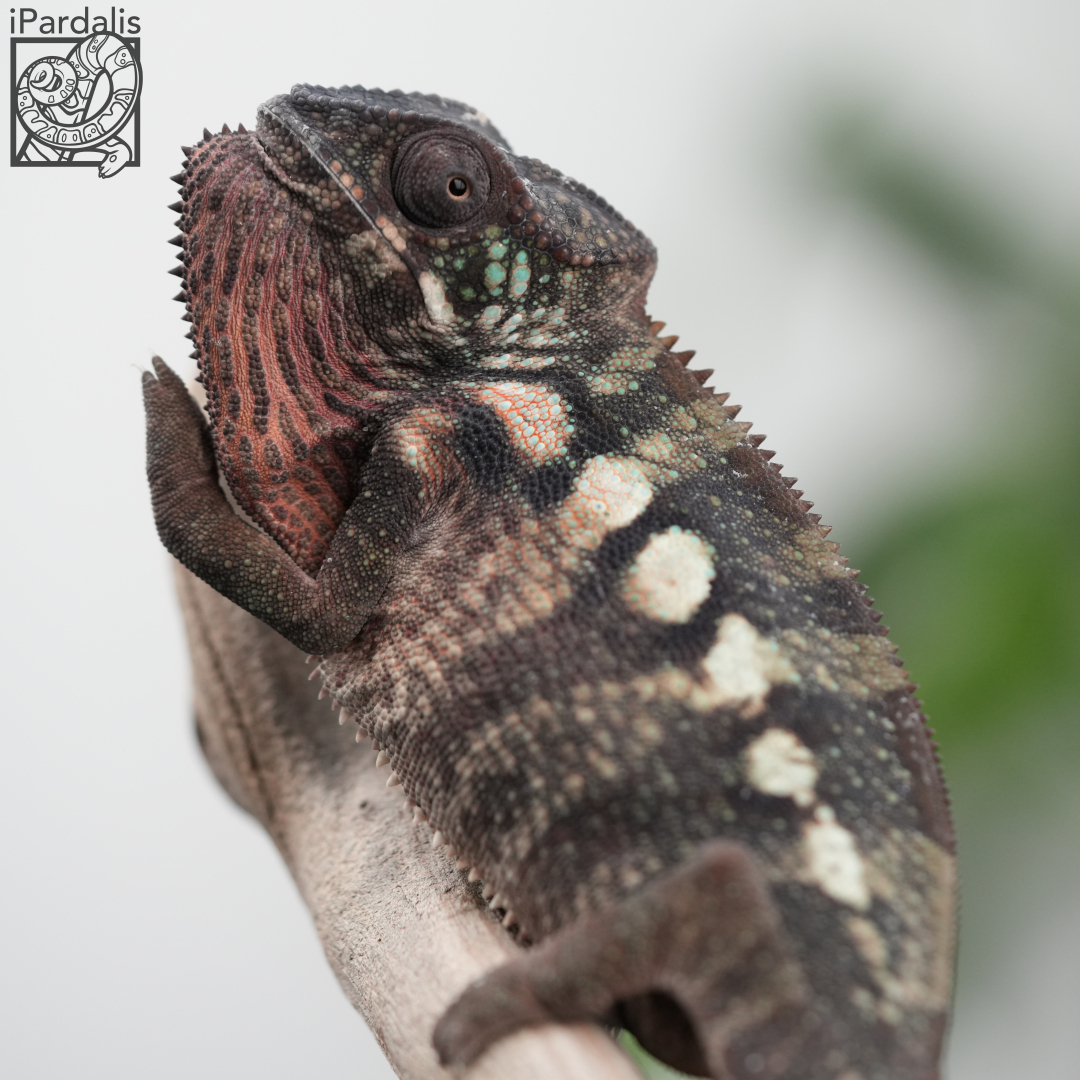 Panther Chameleon for sale: F5 - Bibi x Mamony ($349 plus shipping)