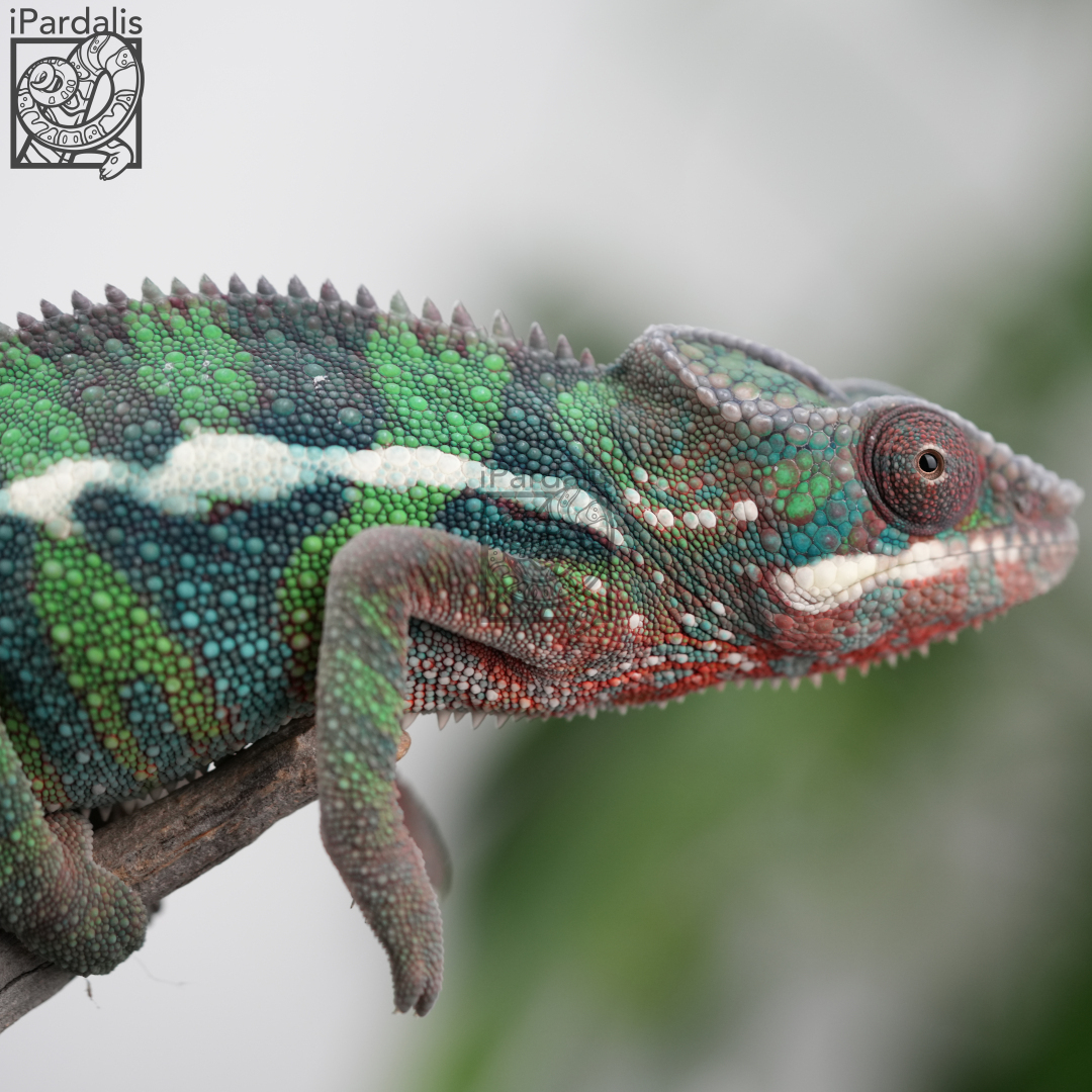 M1 - Bibi x Mamony (hatched 2023-09-16 | pictured 2024-02-19) | Ambilobe Panther Chameleons for sale