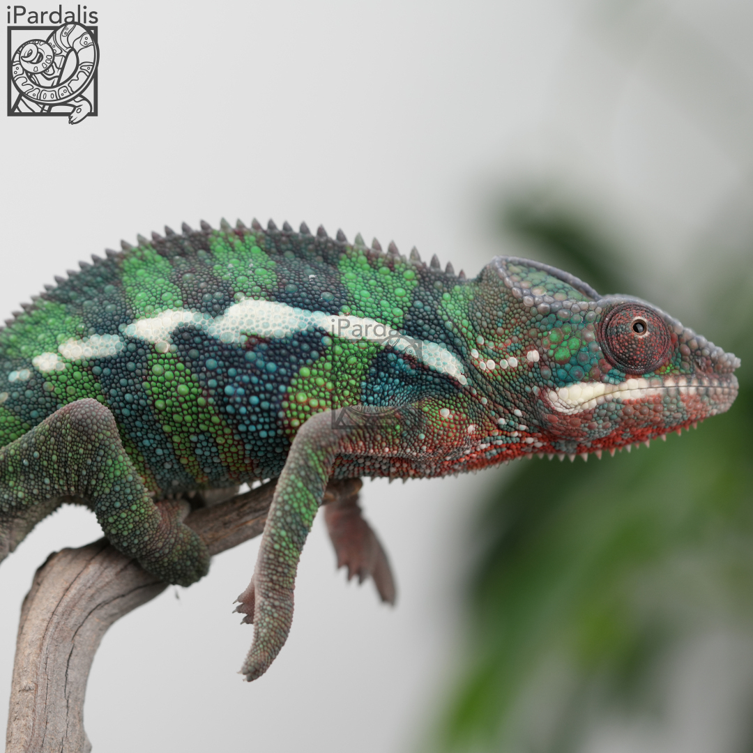 M1 - Bibi x Mamony (hatched 2023-09-16 | pictured 2024-02-19) | Ambilobe Panther Chameleons for sale