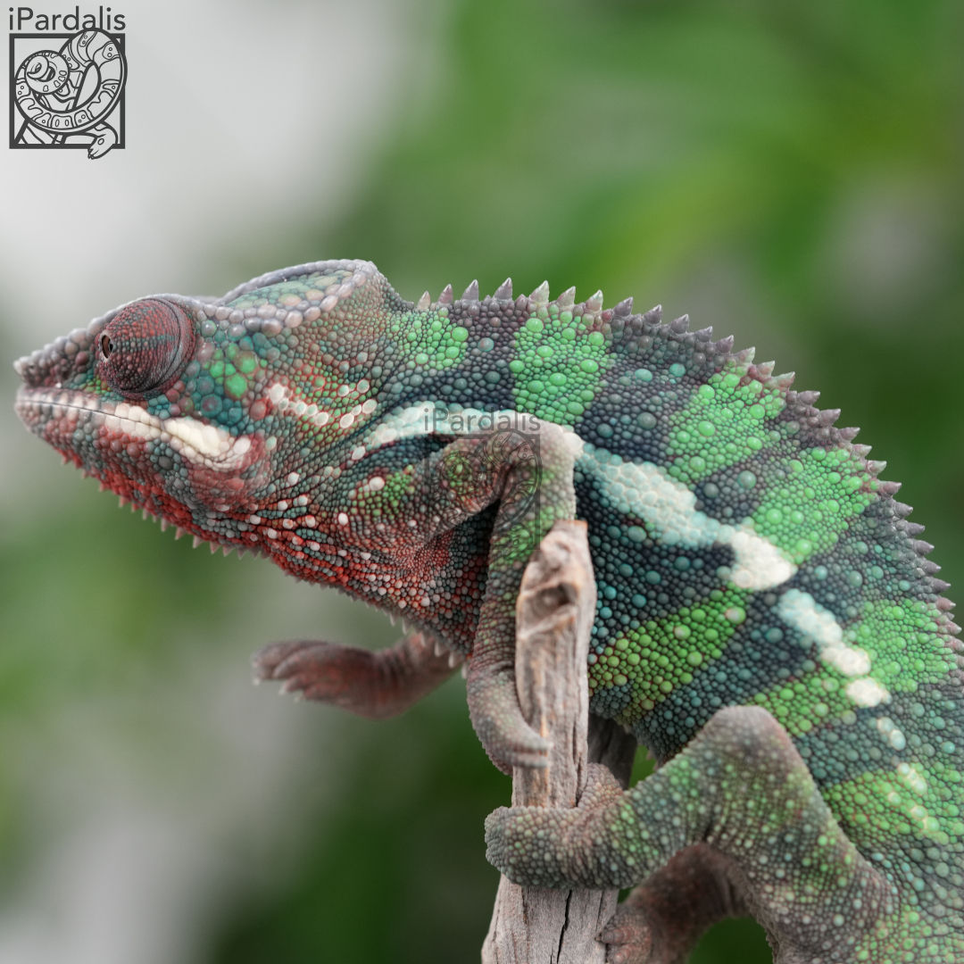 M1 - Bibi x Mamony (hatched 2023-09-16 | pictured 2024-02-19) | Ambilobe Panther Chameleons for sale