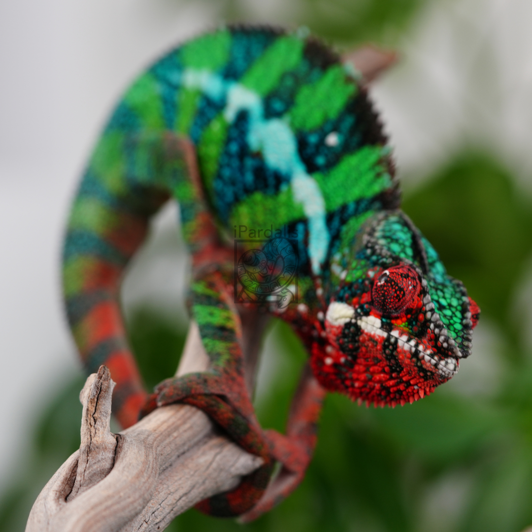 Panther Chameleon for sale: M1 - Bibi x Mamony SOLD OUT