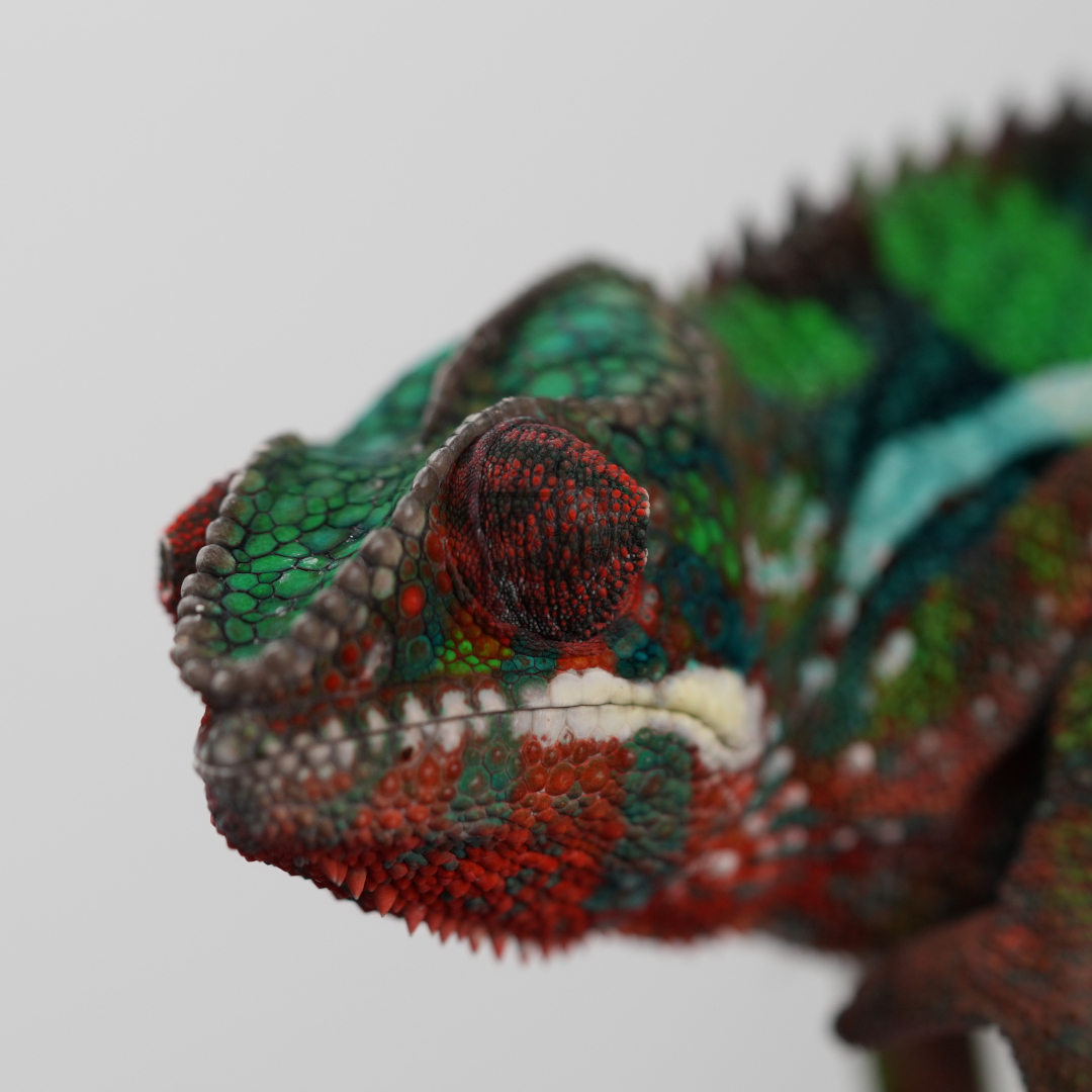 M1 - Bibi x Mamony (hatched 2023-09-16 | pictured 2024-03-10) | Ambilobe Panther Chameleons for sale