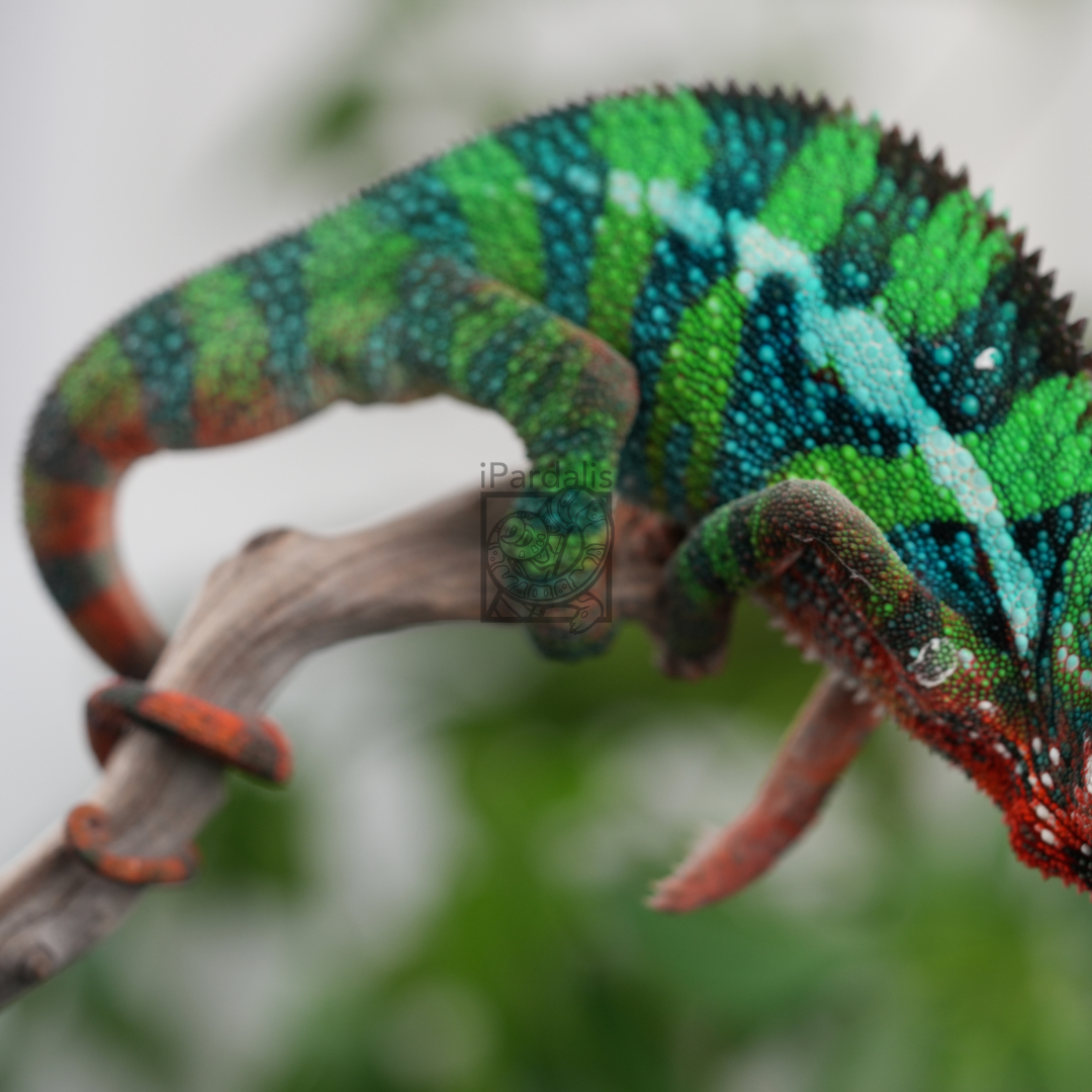 M1 - Bibi x Mamony (hatched 2023-09-16 | pictured 2024-03-10) | Ambilobe Panther Chameleons for sale