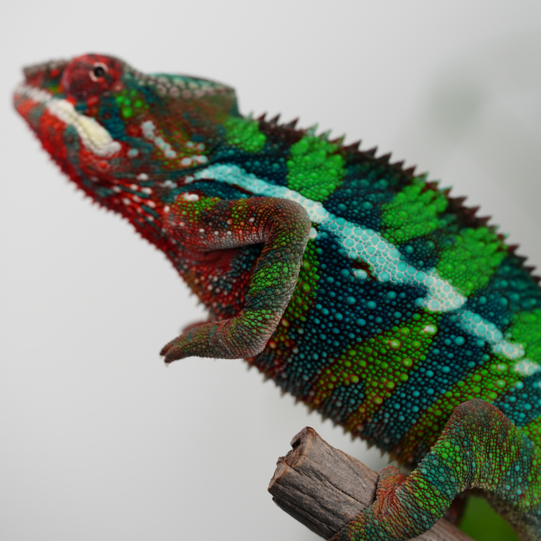 M1 - Bibi x Mamony (hatched 2023-09-16 | pictured 2024-03-10) | Ambilobe Panther Chameleons for sale