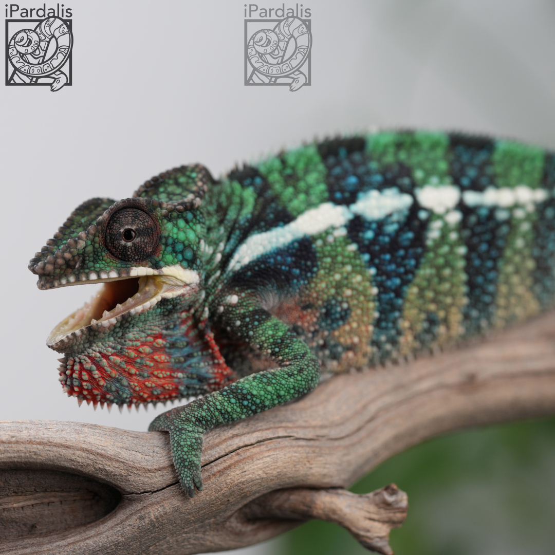 Panther Chameleon for sale: M2 - Bibi x Pepita SOLD OUT