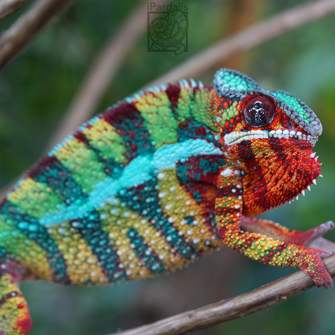 Panther Chameleon for sale: M6 - Bibi x Pepita SOLD OUT