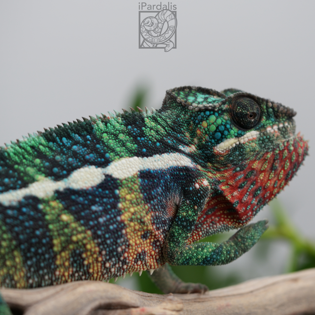 Panther Chameleon for sale: M9 - Bibi x Pepita ($599 plus shipping)