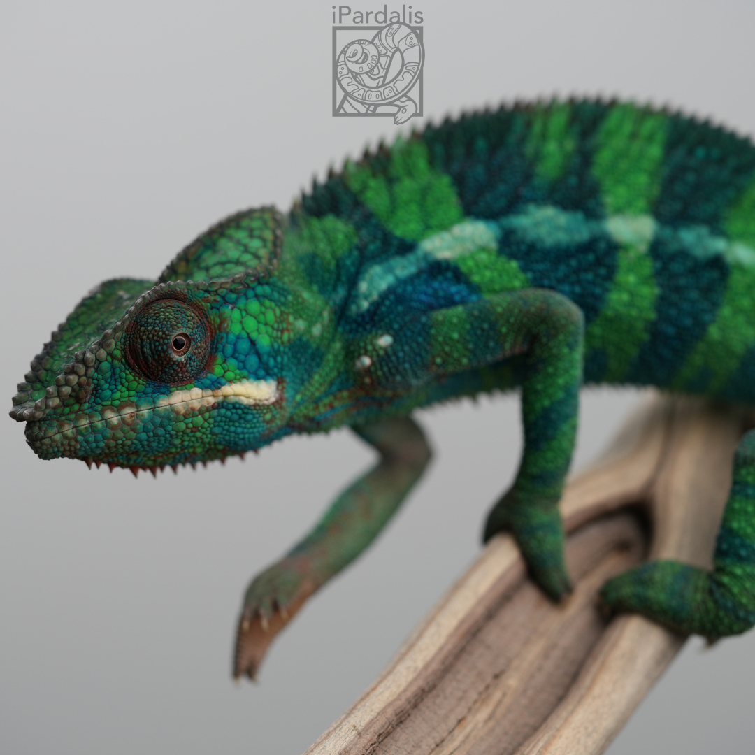 Panther Chameleon for sale: M9 - Bibi x Pepita ($599 plus shipping)