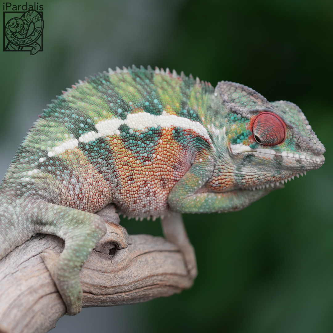 Panther Chameleon for sale: M10 - Kosmo x Mainty ($499 plus shipping)